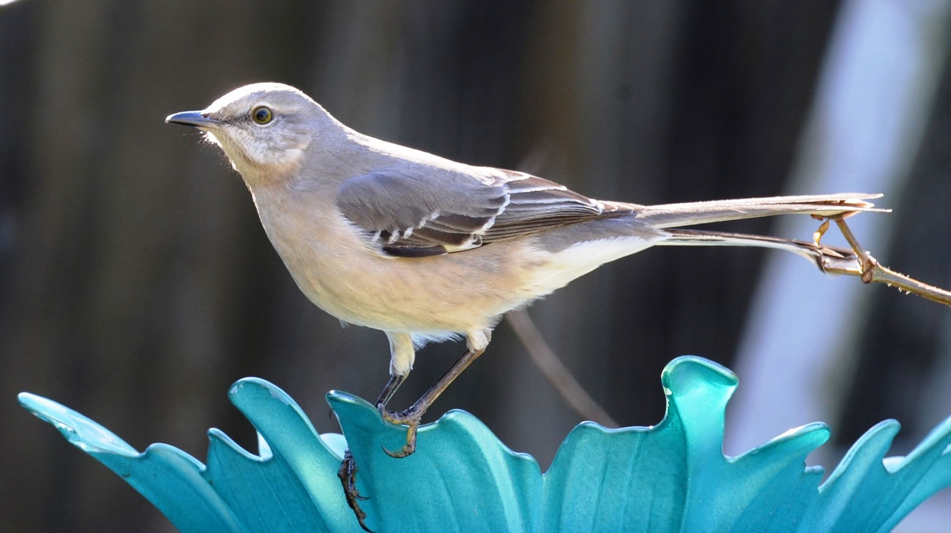 Bowman Mockingbird.jpg (copy)